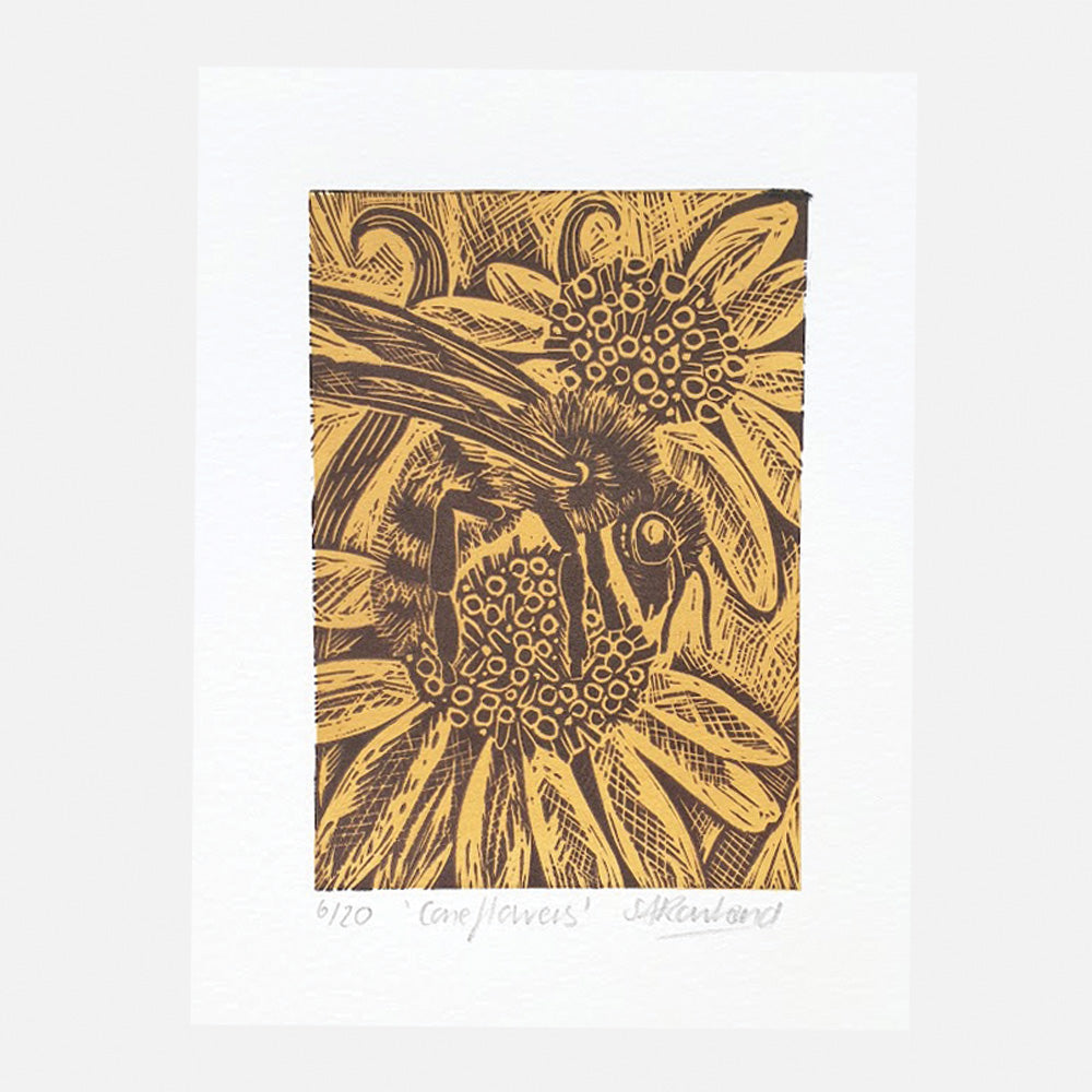 Coneflowers