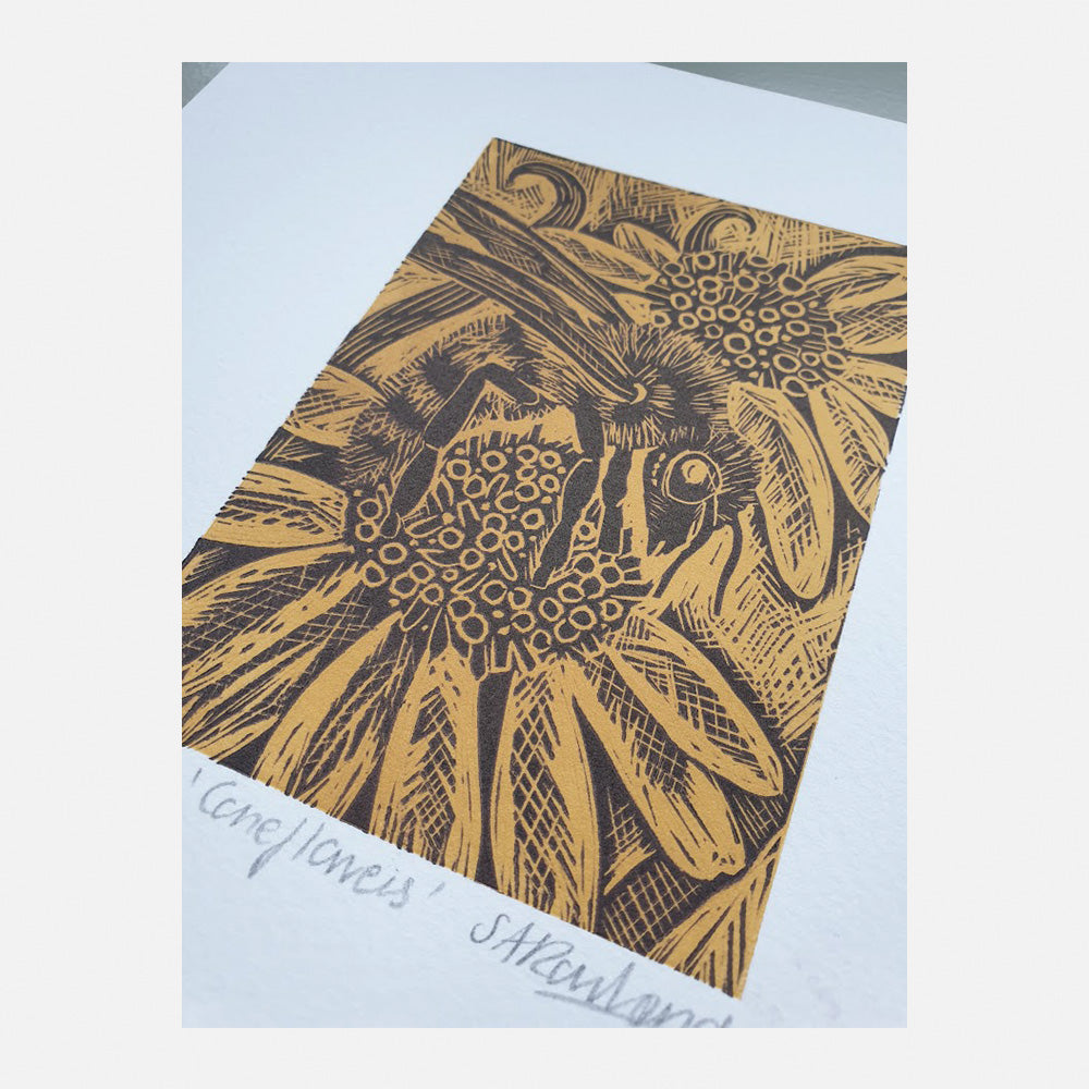 Coneflowers